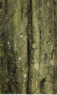 tree bark 0005